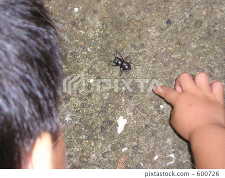 day, play, stag beetle 600726