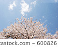 櫻吹雪 600826