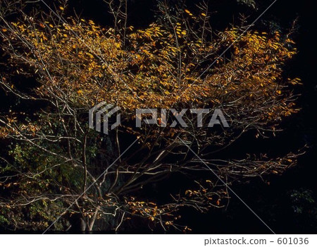 楓樹 紅楓 楓葉 601036