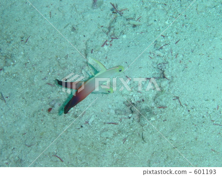 fire goby, in the sea, undersea 601193