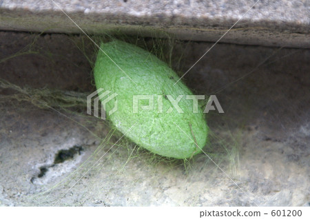 你知道嗎？薩特尼亞 601200