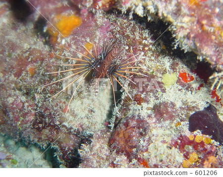 in the sea, undersea, lionfish 601206