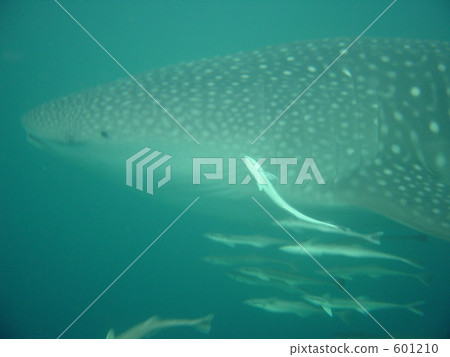 whale shark, sharksucker, suckerfish 601210