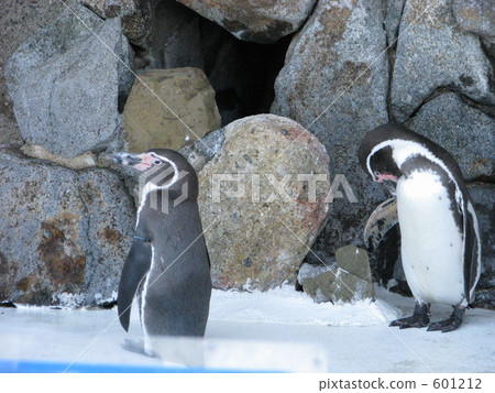 Penguin at Misaki Park Penguin at Misaki Park 601212
