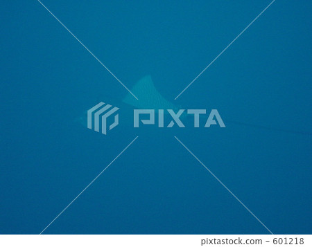 Japanese eagle ray, Manta ray, eagle ray 601218