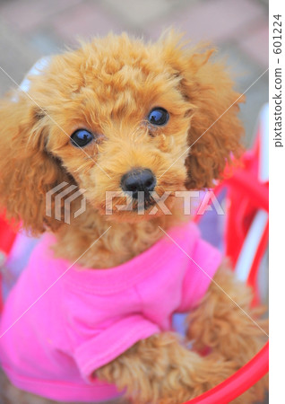 Looking camera puppy 601224