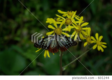 Ishige（Tsuwabuki）和Asagi Madara 601244