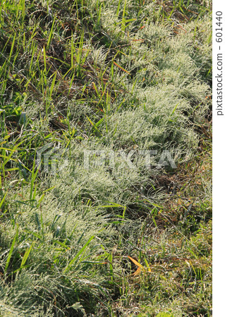 Morning ridge 601440