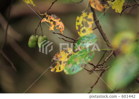 軟棗獼猴桃 601442