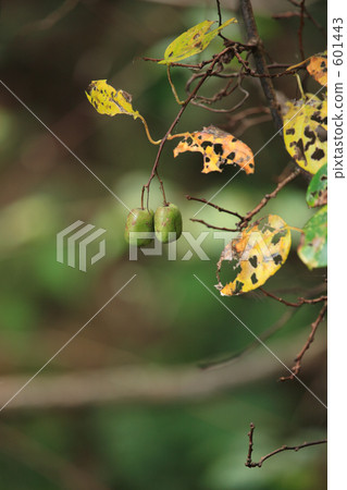 軟棗獼猴桃 601443