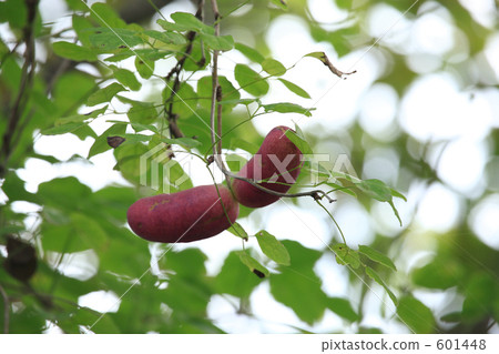 Mitsubaya Kebi 601448