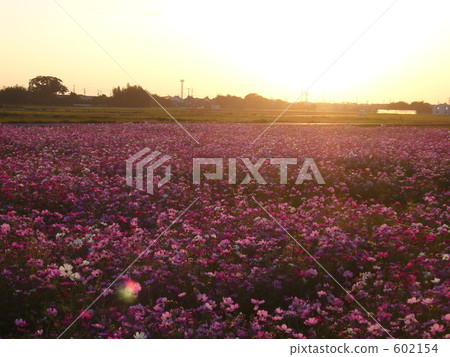 Cosmos field at dusk Cosmos field at dusk 602154