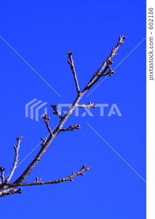 Right shoulder rising 1 602186