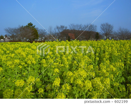 強姦大宮第三公園的花田 602199