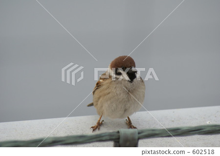 Sparrow ④ Sparrow ④ 602518