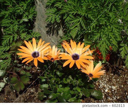 Osteopoulmum春天 Osteopoulmum春天 602813