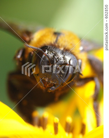 Appupip 602850