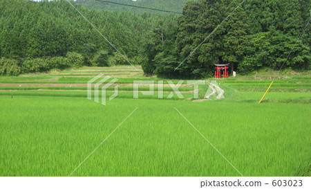 footpath between rice fields, country, countryside 603023