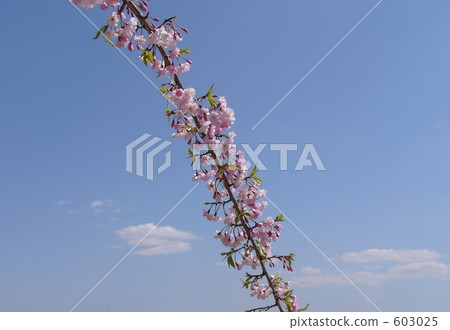 weeping cherry tree, weeping cherry, pastel color 603025