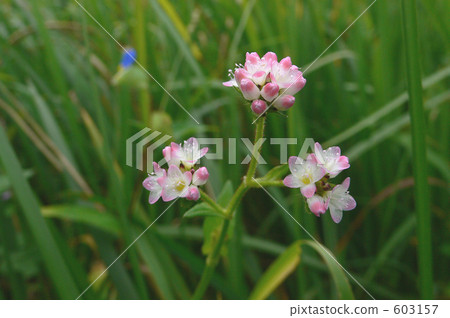 MisoSova MisoSova 603157