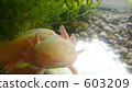 oompa loompa, axolotl, aquarium 603209