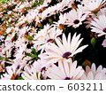 marguerite field, marguerite, flower garden 603211