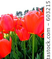 tulip field, tulipa, flower garden 603215
