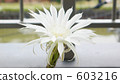 cacti, cactu, cactuse 603216