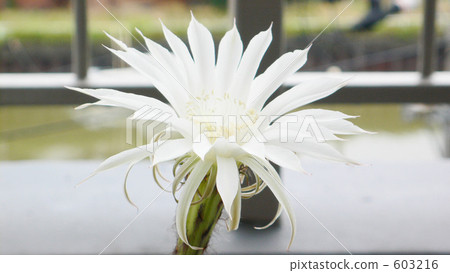 cacti, cactu, cactuse 603216