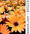 marguerite field, marguerite, orange 603218