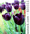 tulip field, tulipa, flower garden 603311