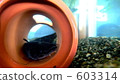 catfish, aquarium, freshwater fish 603314