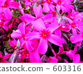 moss phlox, flower garden, flower field 603316