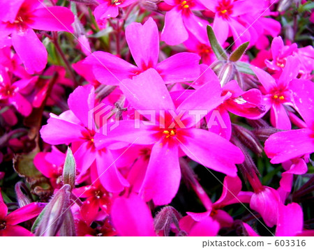moss phlox, flower garden, flower field 603316