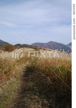 mountain trail, japanese pampas grass, day 603495