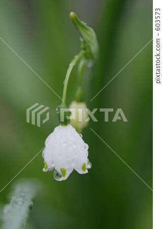 lily-of-the-valley, lily of the valley, Drop Of Water 603573