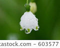 lily-of-the-valley, lily of the valley, Drop Of Water 603577