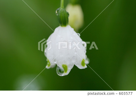 lily-of-the-valley, lily of the valley, Drop Of Water 603577