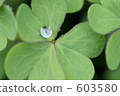 clover, Drop Of Water, drop 603580