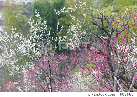 Plum forest 603660