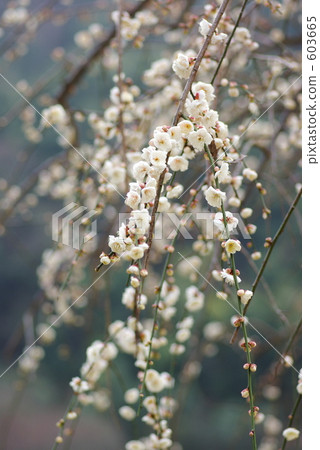 Tamagari branch Tamagari branch 603665