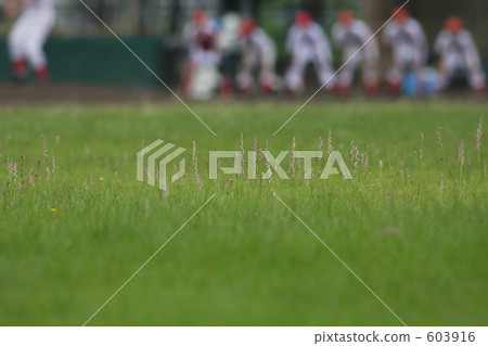 Screw flowers blooming in the baseball field 603916