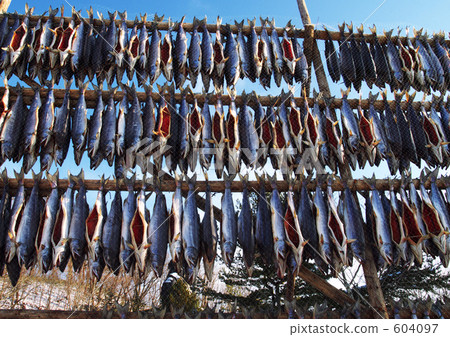 Tradition of Ainu cold drying of salmon 604097