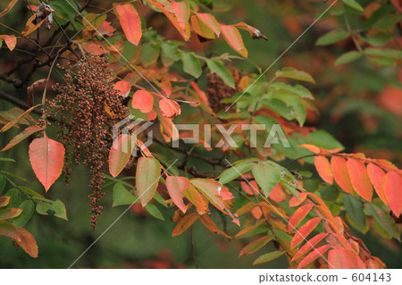 Nurde秋葉 Nurde秋葉 604143