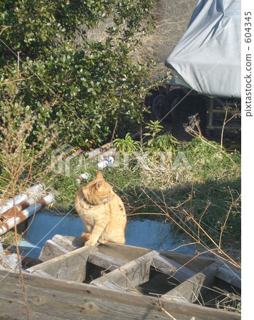 雜色貓 在山里 森林 604345