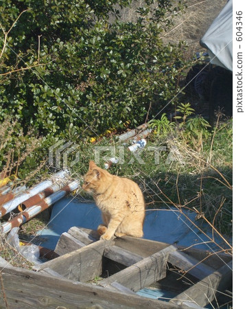 雜色貓 流浪貓 毛孩 604346