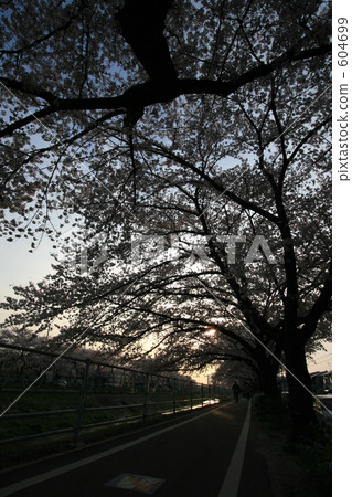 cherry blossom, cherry tree, morning glow 604699