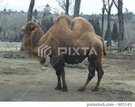 Fuji Safari Park's Futaboraburakita 605145