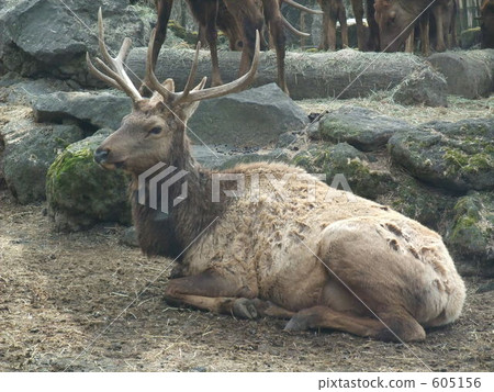 Fuji Safari Park's deer Fuji Safari Park's deer 605156