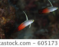 fire goby, underwater photograph, goby 605173
